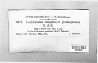 Lophiostoma triseptatum image